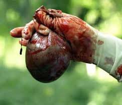 sun bear cistifellea