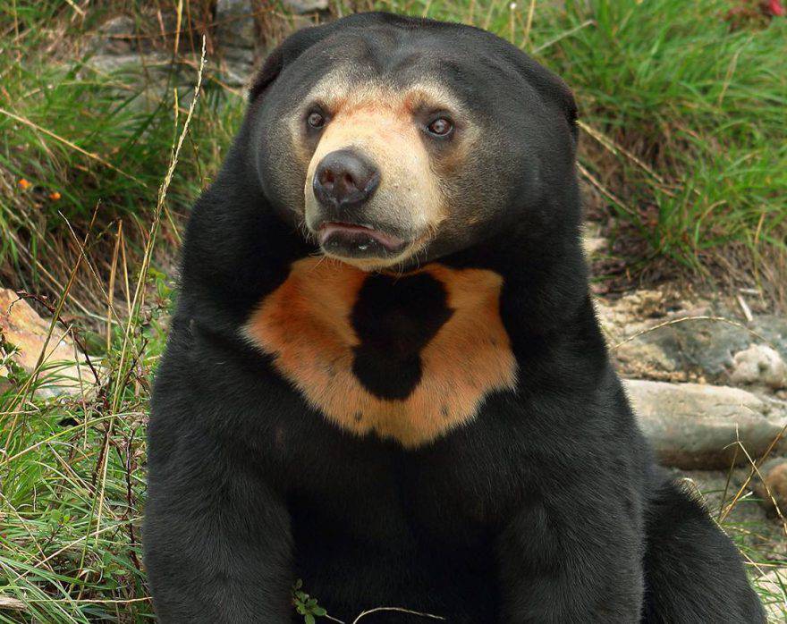 sun bear