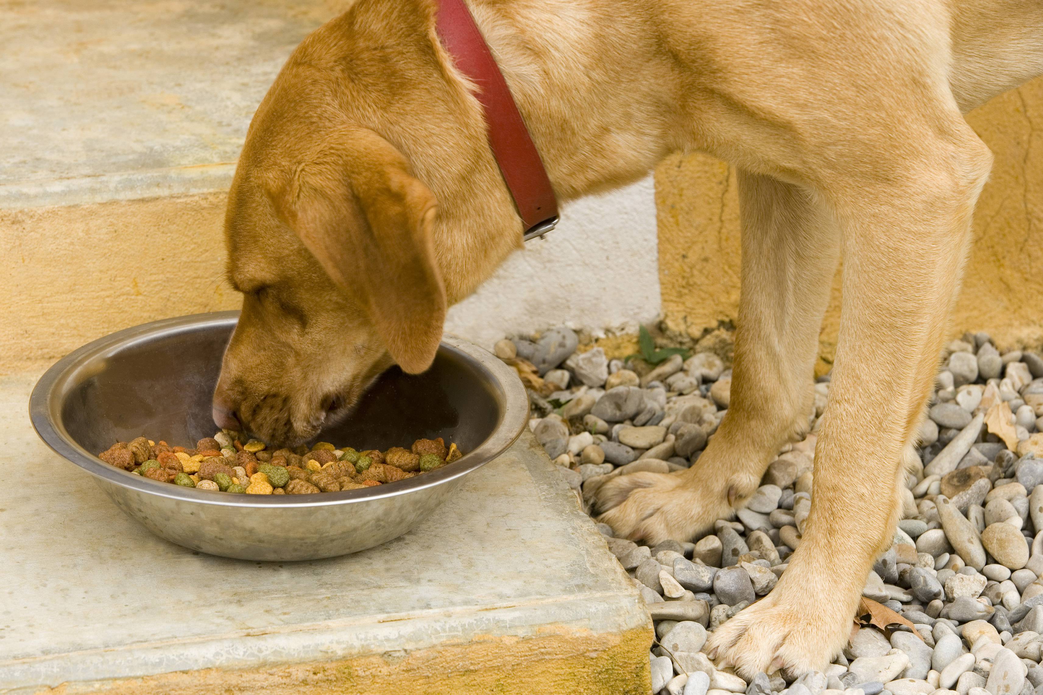 cibo per cani