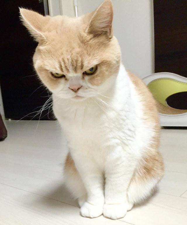 gatto arrabbiato