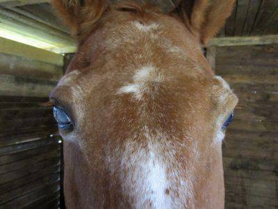 la scabbia nel cavallo