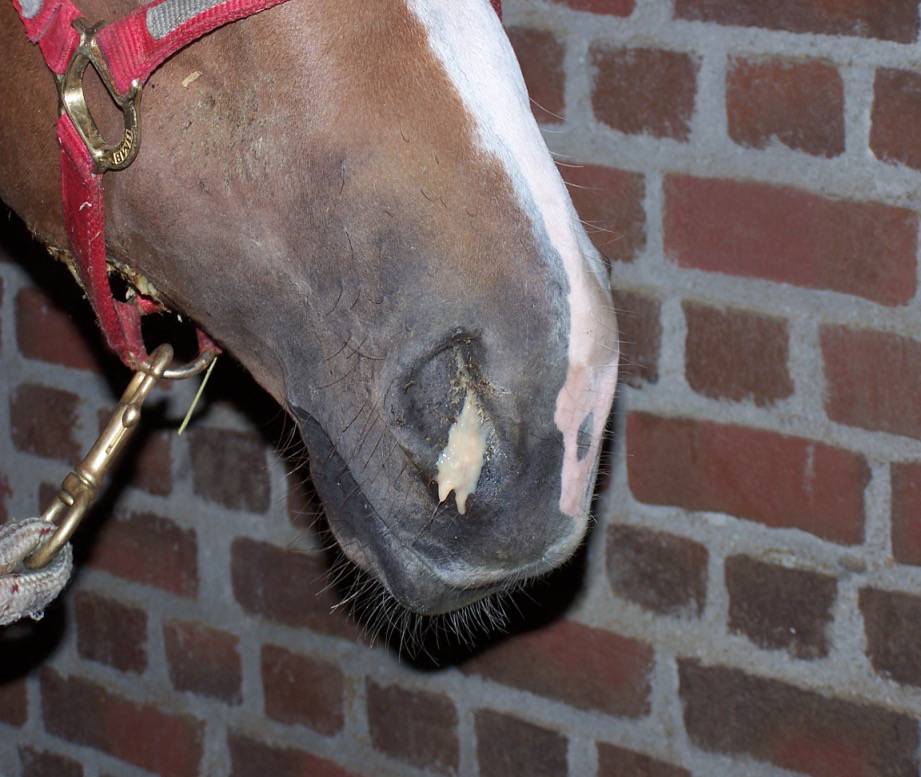 la rinopolmonite nel cavallo