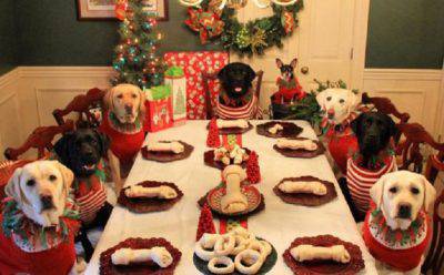 Foto Di Natale Con Cani.Cibo Per Animali A Natale Festeggiamo Con Questi Alimenti