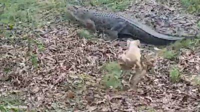 cane morde coccodrillo