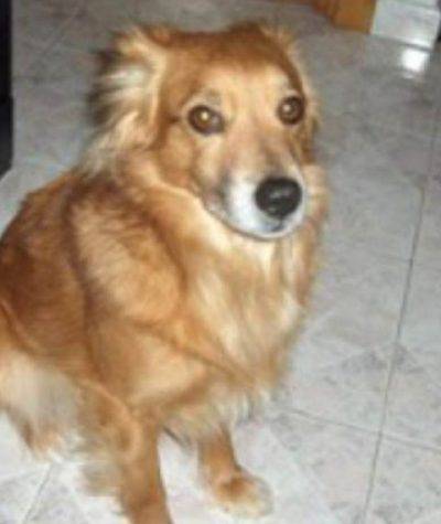 cane sparito