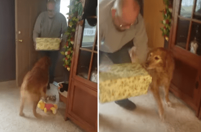 contenuto 100% originale