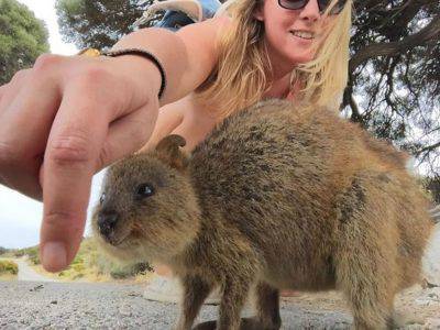 selfie quokka