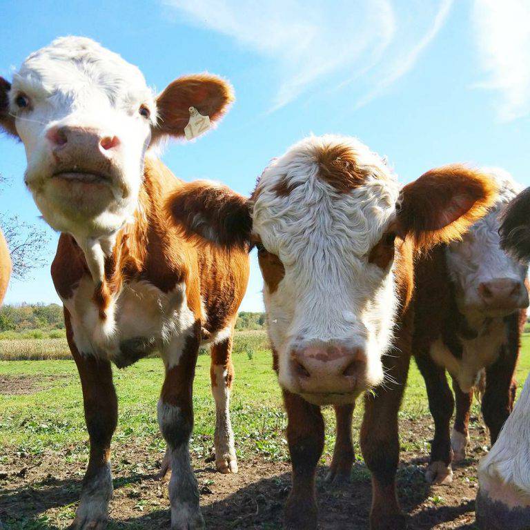 La Dura Vita Di Un Contadino E Dei Suoi Animali