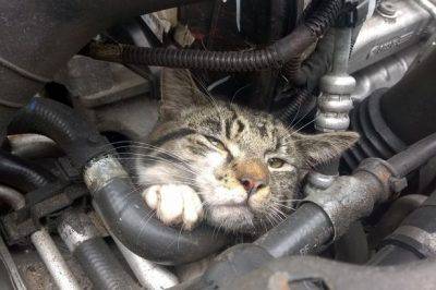 gatto incastrato nel motore