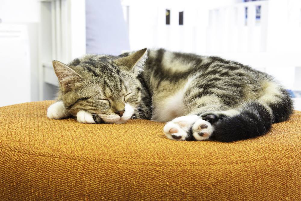 Micosi da gatto a uomo come proteggersi e curarla MicioGatto.it