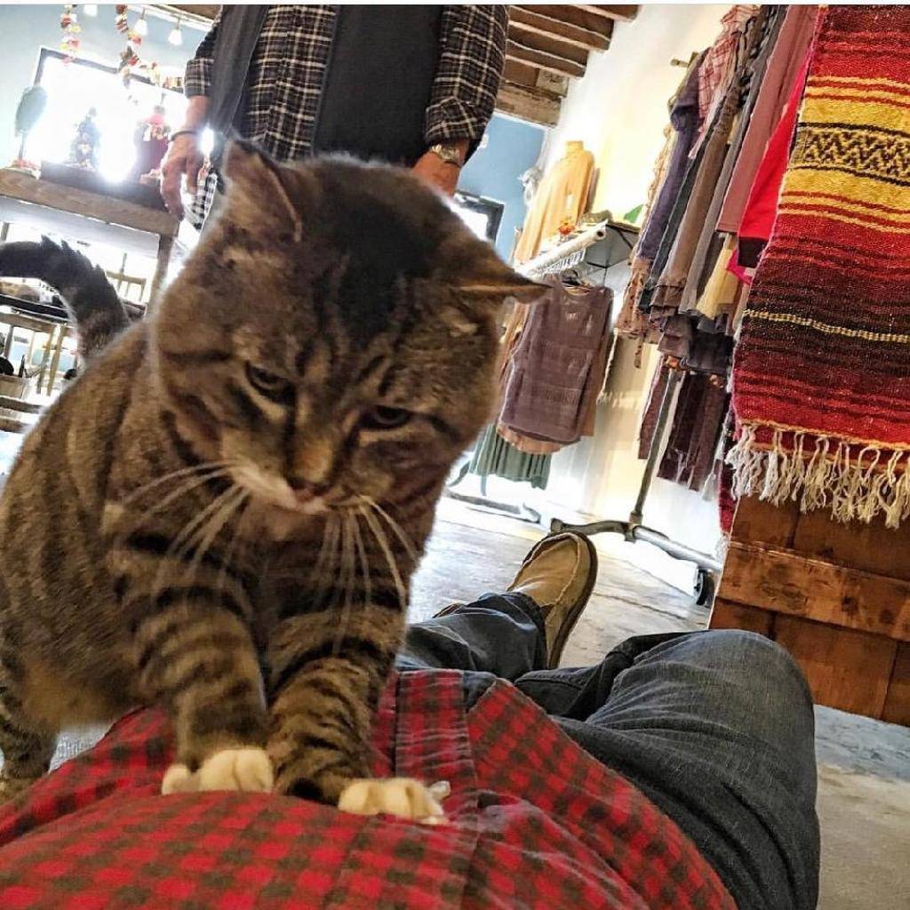 Вальяжный значение. Вальяжно сидит в кресле. Вальяжно это как. Что значит вальяжный. Вальяжный кот.