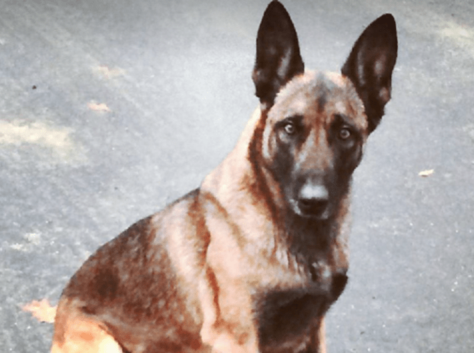 Se Un Cane Morde Viene Abbattuto