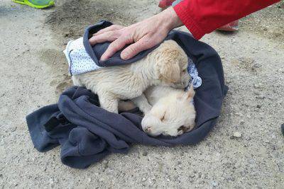 cuccioli abbandonati