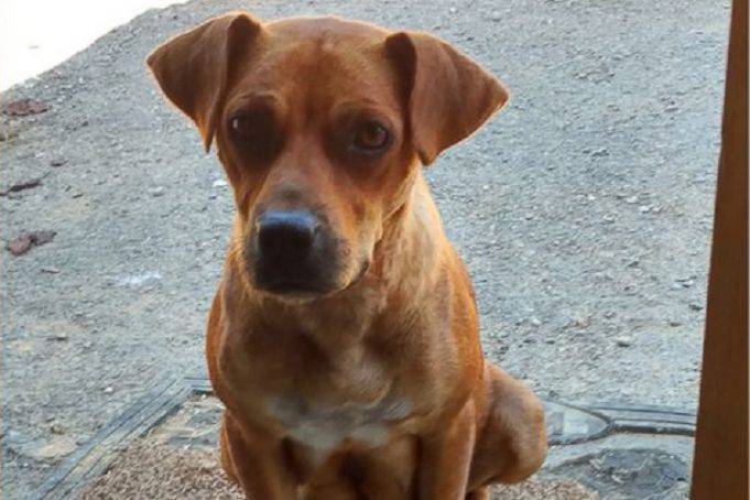 Cane morto, come fare per superare il lutto: l'esempio dei vip