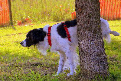 pipì dei cani