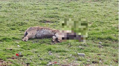 maltrattamento di animali