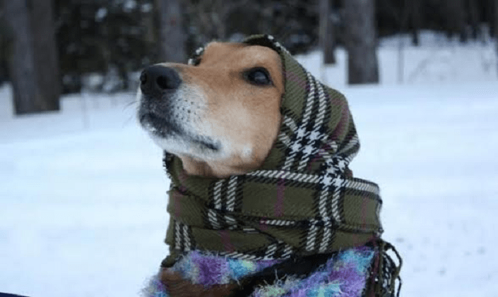 Proteggere il cane dal freddo: consigli utili - amoreaquattrozampe.it