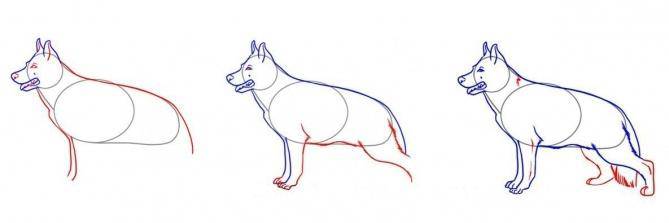 Come Disegnare Un Cane Simpatico Realistico Facilmente