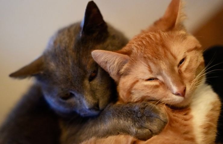 gatti in calore che si abbracciano
