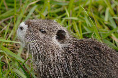 emergenza nutria