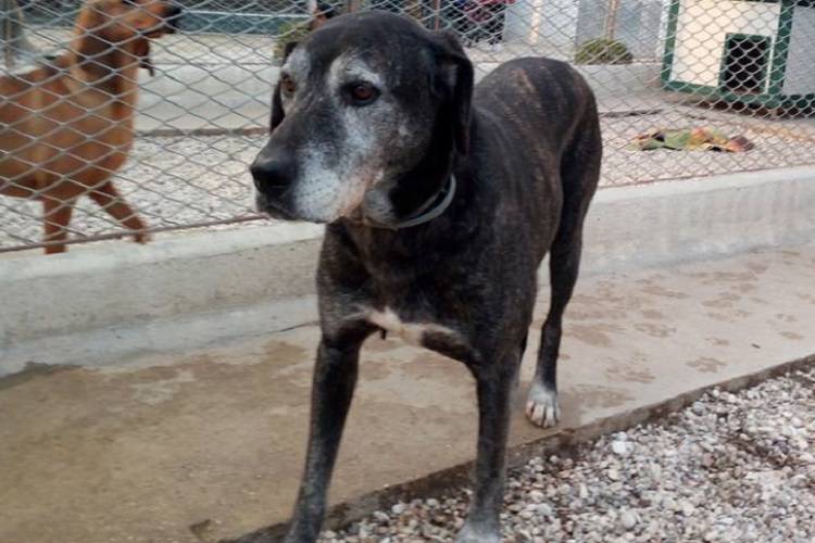 Nerone, il cane anziano che non vuole morire da solo