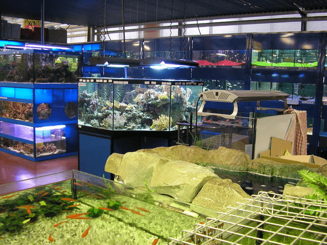 pesci acquario