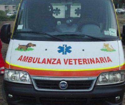 Ambulanza veterinaria