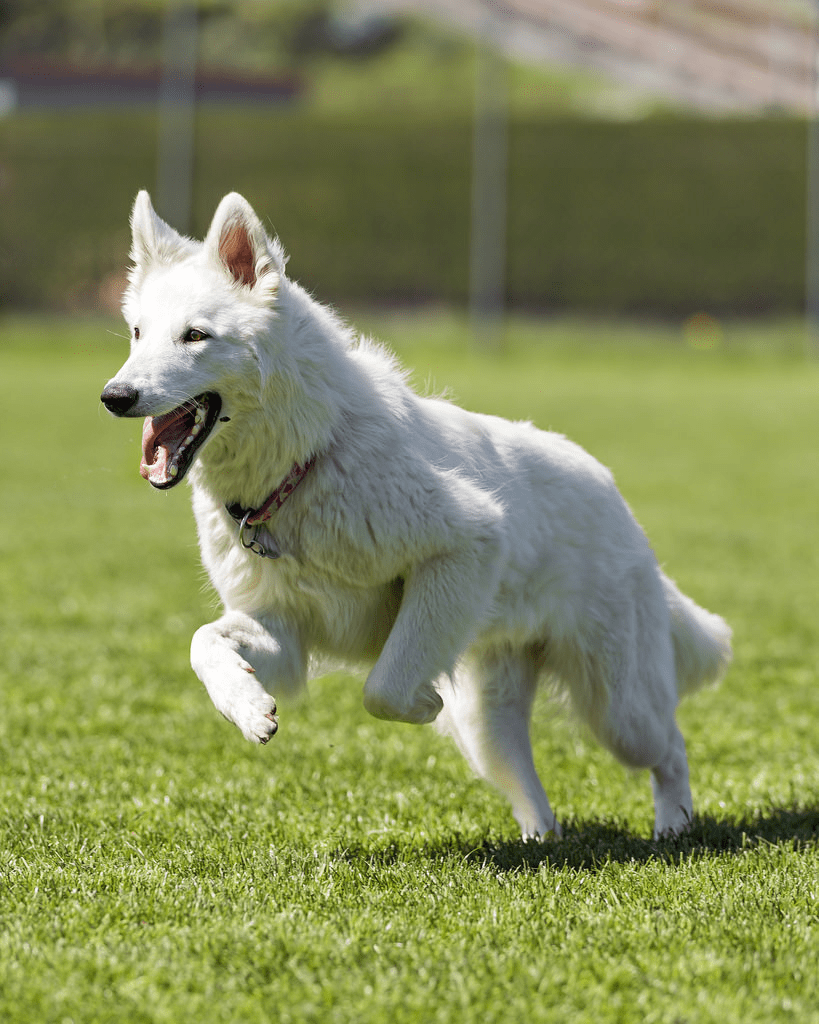 razze cani bianchi