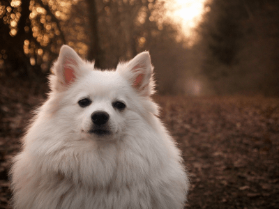 razze cani bianchi
