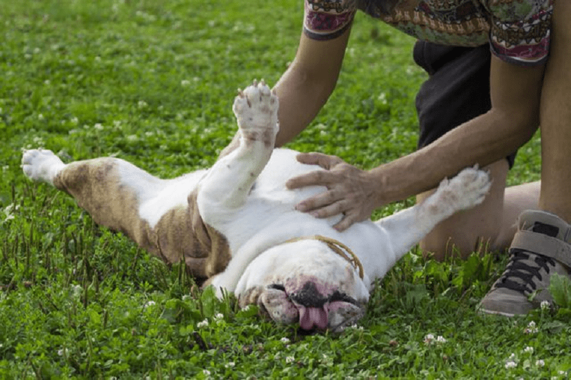 cane contatto fisico