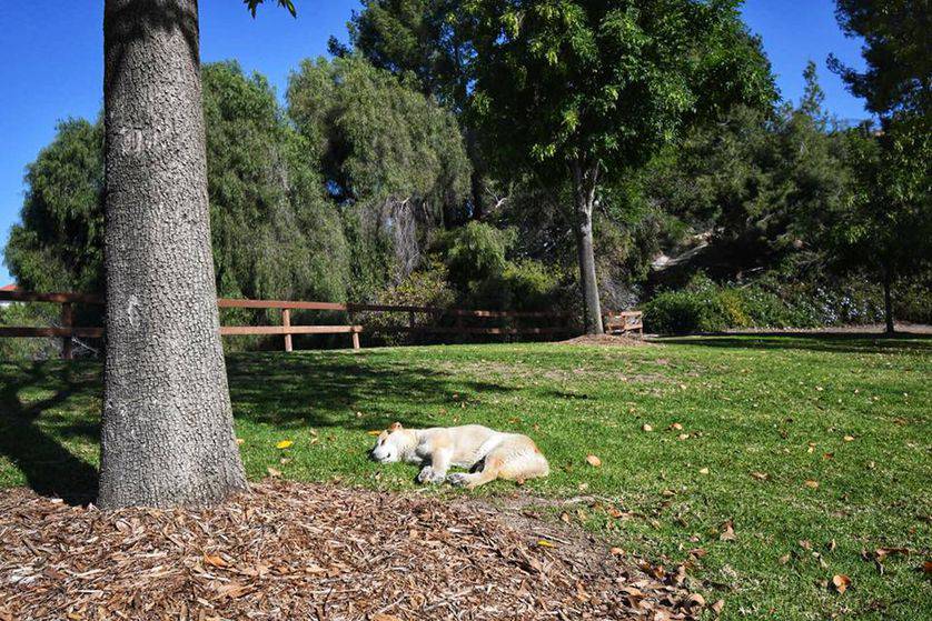 Cane Randagio Vive Da 13 Anni In Un Parco Pubblico Fotografie Commoventi