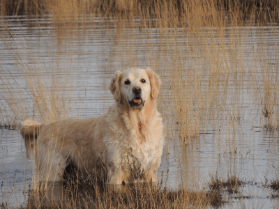 passeggiare con il cane