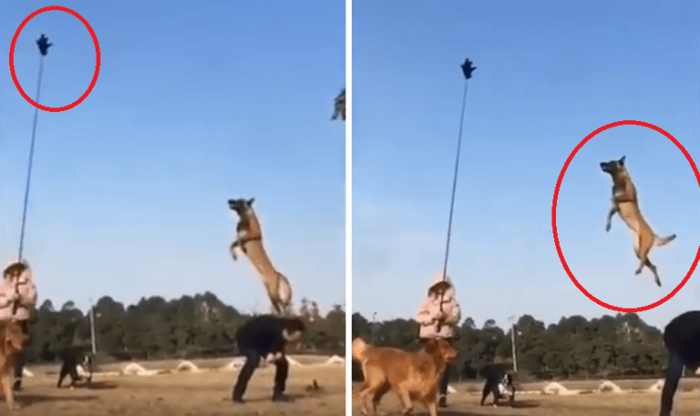 Sport cani: Quanto può saltare in altezza un cane?