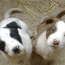 cani cuccioli