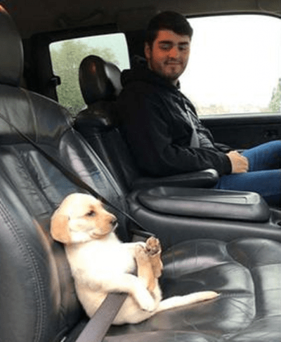 sicurezza cani automobile