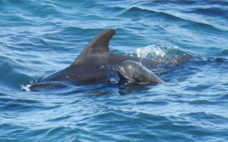cetacei delfini