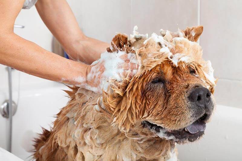 lavare il cane