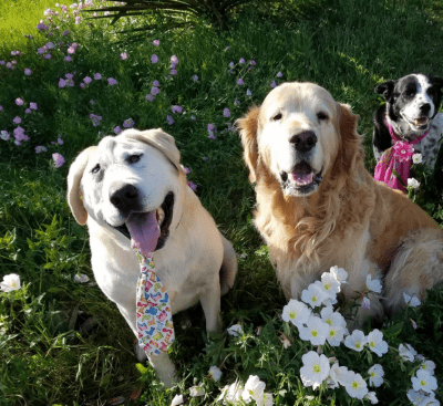 cane adozione del cuore