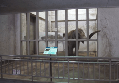 elefante zoo
