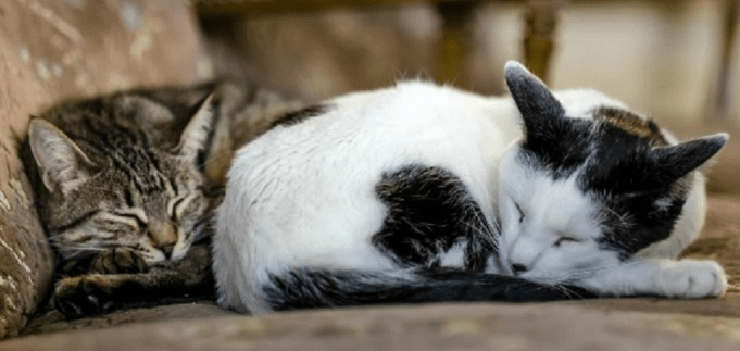 Perche I Gatti Dormono Vicino Al Padrone
