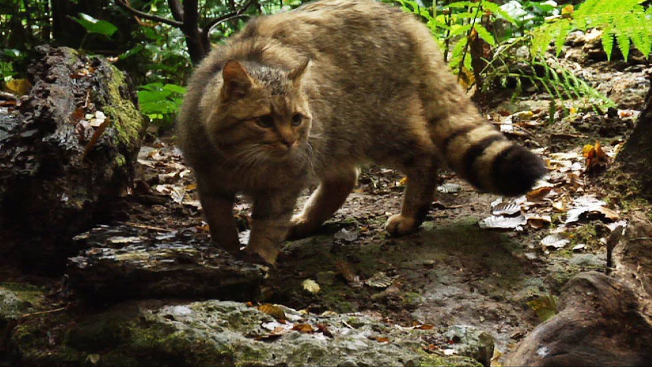 gatto selvatico