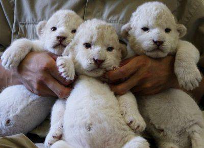 Leonessa allatta cuccioli