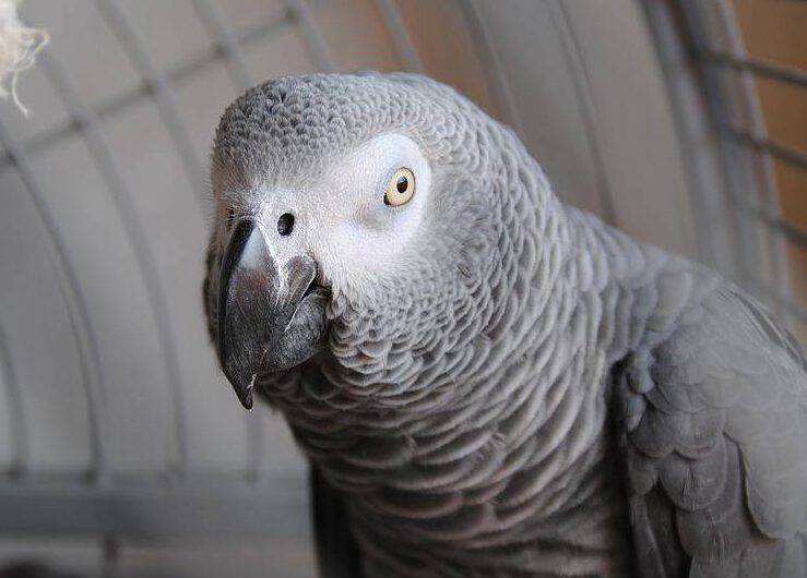 animali salvati pappagallo cenerino
