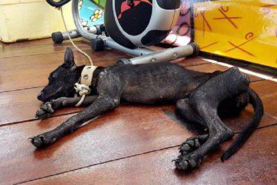 amazzonia regno unito