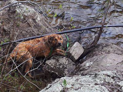 cane maltrattato