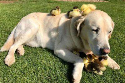 labrador adotta anatroccoli