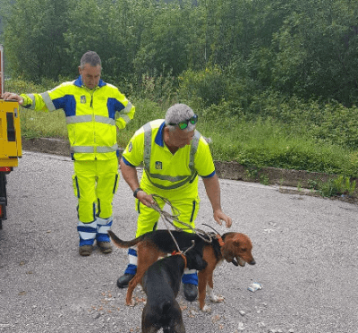 soccorso stradale animali 