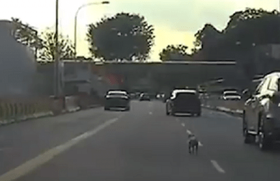 soccorso stradale cani
