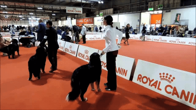 addestrare cane expo canina