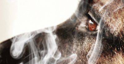 fumo passivo animali